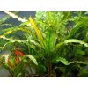 Cryptocoryne spiralis