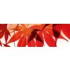 DIMEX | Fototapeta do kuchyne Červené listy KI-180-008 | 180 x 60 cm | červená, biela, hnedá + Samolepiace fototapety do kuchyne DIMEX Červené listy KI-180-008 v rozmere 180 x 60 cm