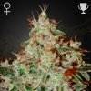 Green House Seed - Lemon Skunk 1 ks + 1 ks ZDARMA Fullgas! - semená neobsahujú THC