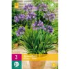Agapanthus Blue 3 ks v balení