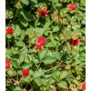 Jahoda indická Tutti Frutti - Duchesnea indica - semená - 15 ks