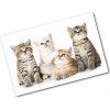 Kuchynská doska zo skla Malé mačky 80x52 cm