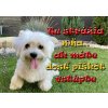 Pozorpes.sk, výstražná tabuľka (Maltézsky psík)