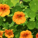 Kapucínka väčšia Scharlachglanz - Tropaeolum majus - semená - 1 gr