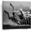 Sablio Obraz Váľajúca sa zebra - 50x50 cm