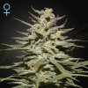 Green House Seed - Super Lemon Haze CBD (VÝPRODEJ) 5 kusov - Semienka neobsahujú THC