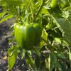 Paprika Beluga Green F1 - Capsicum annuum - semená - 5 ks