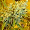 Mr. Nice Critical Haze regular semena neobsahují THC 15 ks