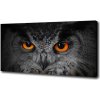 Moderný fotoobraz canvas na ráme Oči sovy 100x50 cm