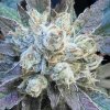 High Speed Buds - #9 Pound Hammer Fast 5 ks - Semená neobsahujú THC