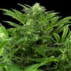 Sensi Seeds Research Mandarin Punch Automatic semena neobsahuji THC 5 ks