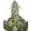 Fastbuds - Orange Sherbet Auto 3 ks - Semená neobsahujú THC
