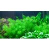 Myriophyllum Guayana