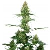 Sensi Seeds Cannabis Seeds Silver Fire® Feminized, 3-10 ks 3 ks