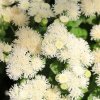Agerát americký White Mountain - Ageratum houstonianum - semená - 30 ks
