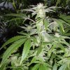 Mr. Nice Black Widow regular semena neobsahují THC 15 ks
