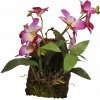 Lucky Reptile Jungle Plants kvitnúce Závesná orchidea - purpurová cca 20x30 cm