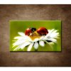 Obraz - Lienky na kvete 90x60cm