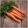 BIO Mrkva raná Touchon - Daucus carota - bio semená mrkvy - 200 ks