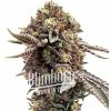 Blimburn Seeds Cannabis Seeds Ghost Train Haze Feminized 3 ks