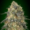 00 Seeds Bank - Gorilla 100 ks - semená neobsahujú THC