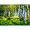 Donga Fototapeta vliesová: Březový háj (1) rozmery 368x254 cm
