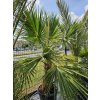 Washingtonia filibusta s hladkým kmeňom s výškou kmeňa 75 cm v celkovej výške 275 cm