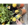 Citrus Limone Pera del Commendatore (hruškovitý plod) 70-80 cm (Výška rastliny s kvet. 70-80cm)