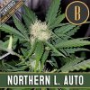 Blimburn Seeds Cannabis Seeds Northern Lights Auto 3 pcs