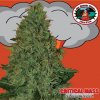 Big Buddha Seeds - Critical Mass Auto 5 ks - Semená neobsahujú THC