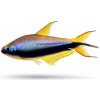 Aquascaperi Tetra cisárska - Nematobrycon / palmeri