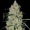G13 Labs Seeds - Auto Pineapple Express #2 5 ks - Semená neobsahujú THC