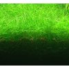 AQZ Eleocharis pusilla Rastliny: /in-Vitro LAB Ø 11 cm/