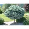 Smrek pichľavý (Picea pungens) ´GLAUCA GLOBOSA´ – výška 80-90 cm, kont.C5L – NA KMIENKU