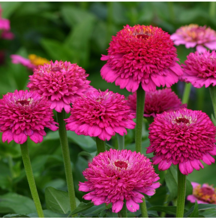 Cínia Zinderella Purple - Zinnia elegans - semená cínie - 20 ks