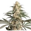 Super Sativa Seed Club - Black Lebanon 5 ks - Semená neobsahujú THC