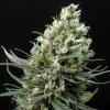 Ripper Seeds - Ripper Haze 3 ks - Semená neobsahujú THC
