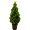 Picea glauca conica 23x60 cm