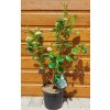 Arónia čiernoplodá (Aronia melanocarpa ’Nero’) veľkosť 100-150cm