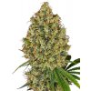 Sensi Seeds Cannabis Seeds AK-420 Feminized by White Label, 3-10 ks 5 ks