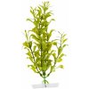 JK Animals Hygrophila 18-21 cm