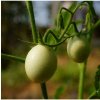 Paradajka White Cherry - Solanum lycopersicum - semená paradajky - 7 ks