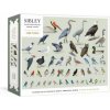 Sibley Backyard Birding Puzzle (SIBLEY DAVID ALLEN)(Hra)