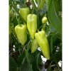 PAPRIKA CASSOVIA F1 1000 semien