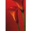 W&G Fototapety Red Calla Lilies F406 183 x 254 cm