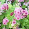Agerát americký Pink - Ageratum houstonianum - semená - 30 ks