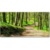 Foto obraz sklo tvrzené Chodník v lese 100x50 cm