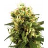 Sensi Seeds Cannabis Seeds White Haze Automatic Feminizované od White Label, 3-10 ks 5 ks