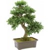 Bonsai v truhlíku