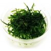 Akváriový mach Singapore moss (Vesicularia dubyana)